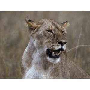  African Lioness in Her Prime Pants Following a Hunt and 