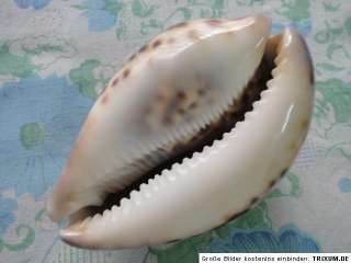 Huge Cypraea Tigris, 121.70mm length  