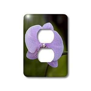 Violet Orchid is a colorful garden flower in which is a tropical plant 