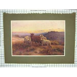  Antique Colour Print Sheep Hills Animals Farming