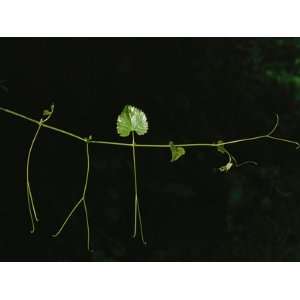  A Slender Vine with Leaves and Tendrils Photographic 