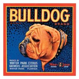 Bull Dog Giclee Poster Print by Vision Studio , 16x16 