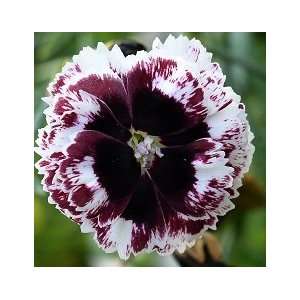  Edge of Reason Carnation (Dianthus) Seed Pack Patio, Lawn 