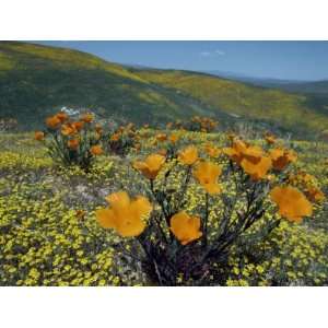  Wild Poppies, Antelope Valley, California, United States 
