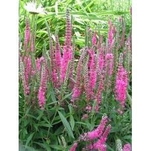  1 Potted Veronica Spicata Red Fox Speedwell Plant Patio 