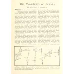  1907 Movement of Plant Tendrils illustrated Everything 