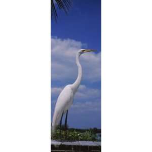  Great Egret Perching, Gulf of Mexico, Florida, USA 