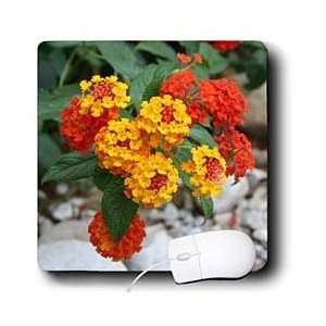  Taiche Photography   Flowers Lantana Red and Orange 