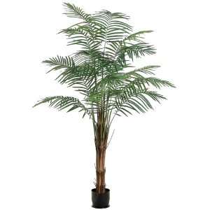  TWO 7 Royal Areca Palm Tree, Potted