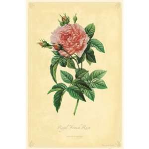 Royal French Rose Poster