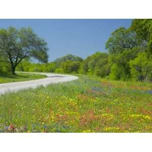 Curve in Roadway with Wildflowers Near Gonzales, Texas, USA Premium 