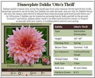 Dahlia Ottos Thrill Dinnerplate #1 size Tuber (ship in late March 
