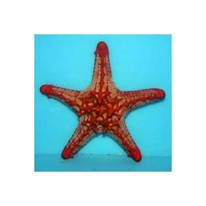  Protoreaster lincki Red Knobbed Starfish   Small