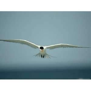  Royal Tern in Flight over the Gulf of Mexico Premium 