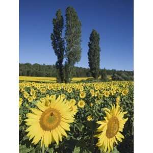  Cultivated Sunflowers Arable Crop, Riaz, Provence, France 