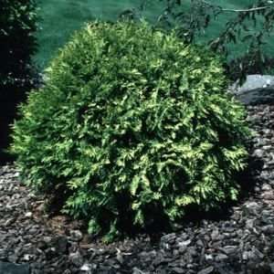  ARBORVITAE SUNKIST / 3 gallon Potted Patio, Lawn 