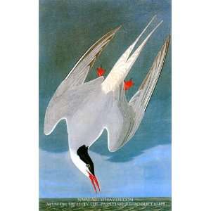  Arctic Tern