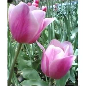  Aristocrat Tulip Flower Seed Pack Patio, Lawn & Garden