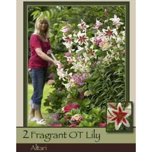  Hybrid Lily OT Altari Pack of 2 Bulbs Patio, Lawn 