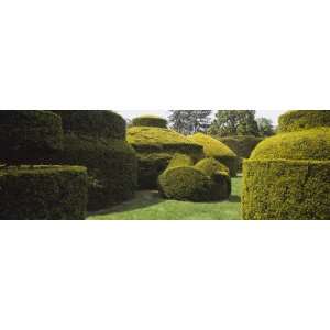  Hedges and Topiaries in a Garden, Wilmington, Delaware 