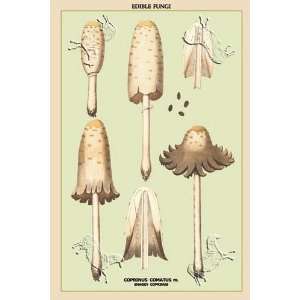  Edible Fungi Shaggy Coprinus by unknown. Size 17.75 X 26 