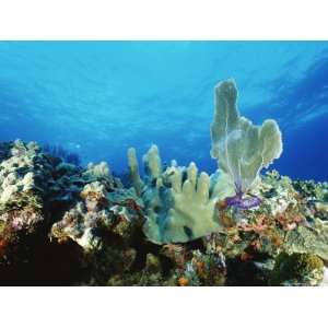  Underwater View of a Reef in the British Virgin Islands 