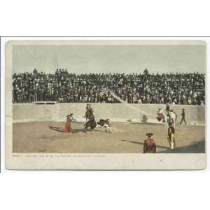   the Bull to Charge, Mexican Bull Fight 1902 1903