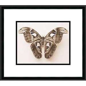 Attacus Atlas by Raquel Edwards   Framed Artwork 