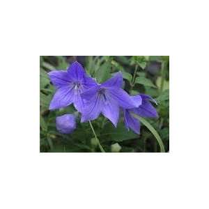   Sentimental Blue Live Flower Plant Wholesale Patio, Lawn & Garden
