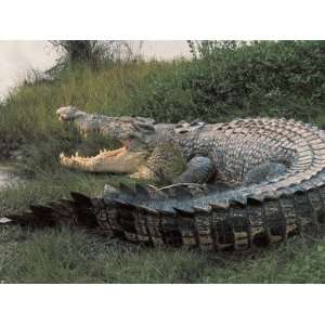 of an Australian Saltwater Crocodile, Kakadu National Park, Australia 