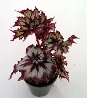 Devils Delight Rex Begonia Plant   4 Pot   Great Houseplant  