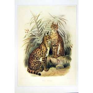  C1990 Mammals Felis Serval Cat Family Colour Print