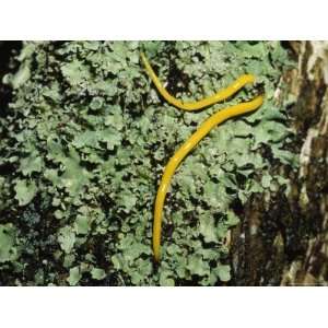  Bright Yellow Slow Worm or Land Planarian on a Lichen Covered Tree 