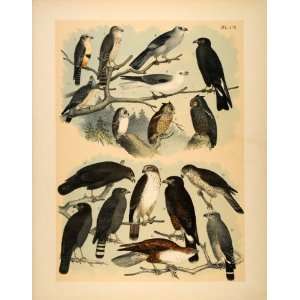  1881 Chromolithograph Birds Buzzards Hawks Owl Falcon 