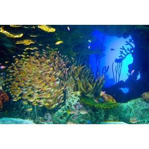  Underwater Reef Fish Mural