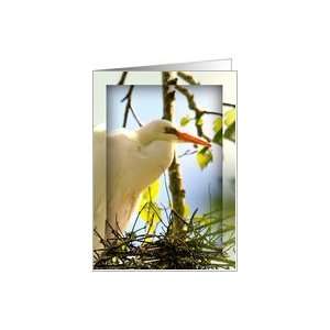  Snowy Egret Nesting, Photograph of Bird, Blank Inside Card 