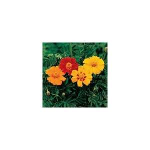  Marigold Disco Mix Patio, Lawn & Garden