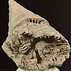 80 Pieces Silificated Rugose Horn Coral Mississippian Carboniferous 