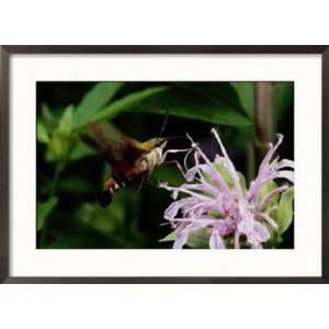 Hummingbird Sphinx Moth Sticks out its Tongue to Eat from a Flower 