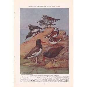   Turnstone Black Turnstone Surf bird   Allan Brooks Vintage Bird Print