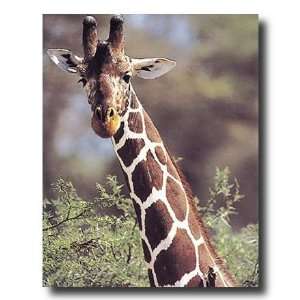  African Giraffe Bird Close Up Animal Wildlife Picture Art 