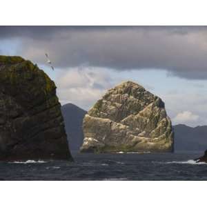 Gannet Bird Colonies on St. Kilda Islands, Outer Hebrides Photographic 