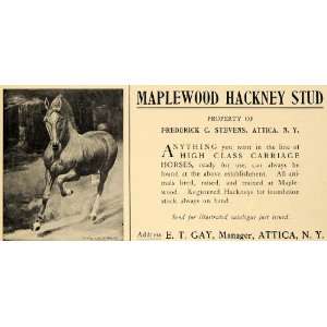  1905 Ad Maplewood Hackney Stud Horse Frederick Stevens 