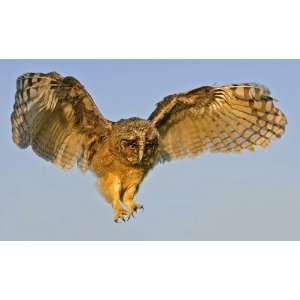 SWOOPING OWL 10129 CROSS STITCH CHART