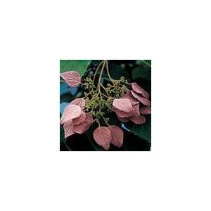  Schizophragma hydrangeoides Roseum Patio, Lawn & Garden