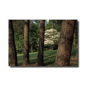  Dogwood Tree Bernheim Arboretum And Research Forest 