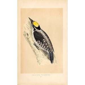  Three Toed Woodpecker British Birds 1St Ed Morris 1851 