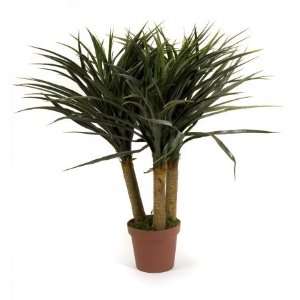  Imax Corporation 61069 Yucca Tree   24 in Height Patio 