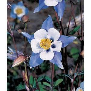  Columbine, Blue Star 1 Pkt. (20 seeds) Patio, Lawn 