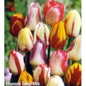  Flamed Tulip Mix   10 Bulbs   Delightful Colors Patio 